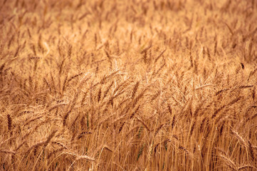 Wheat Field