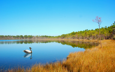 Fototapeta premium Still Lake and Water Fowl