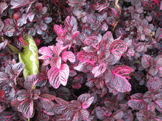 Purple plants
