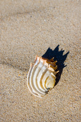 Beautiful Shell on Beach