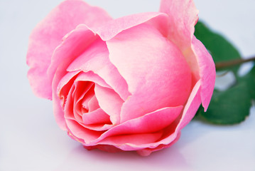 rosa Liebe
