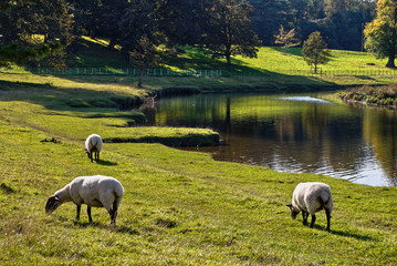 grazing sheep by a river