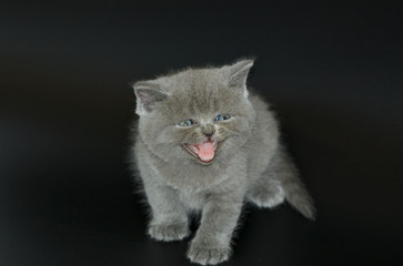 kitten isolated on black