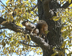 Squirrel In A Tree