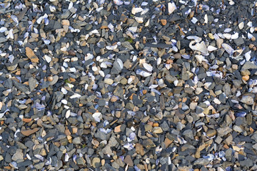 sediment stone and shells beach