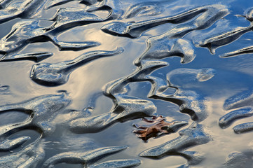 Oak Leaf on Lake Ice