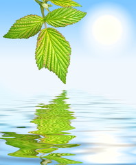 green leaf over water