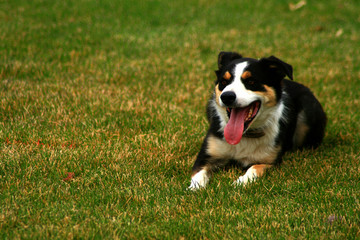 Border Collie