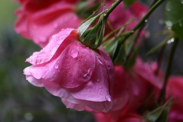Fototapeta premium Rose
