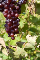 Ripe grape in vineyard