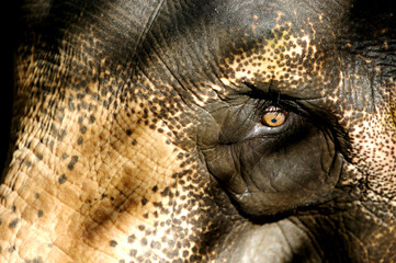 Asian Elephant