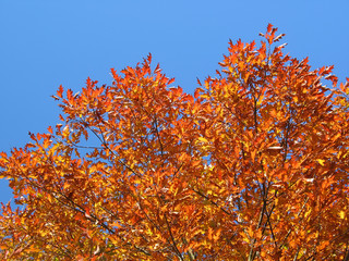 Autumn tree