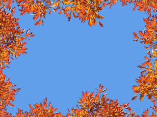 Autumnal frame