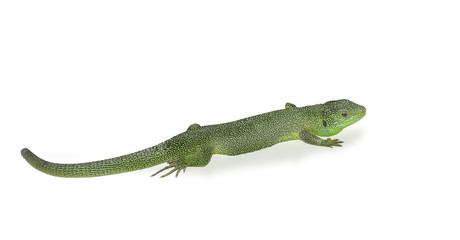 Green lizard w/ path