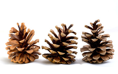 Pine cones isolated on the white background