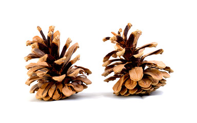 Pine cones isolated on the white background