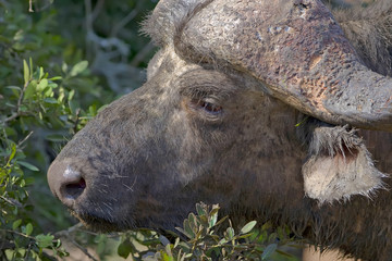 Buffalo