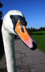 Whooper Swan Head And Neck