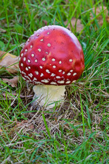 Amanita muscaria