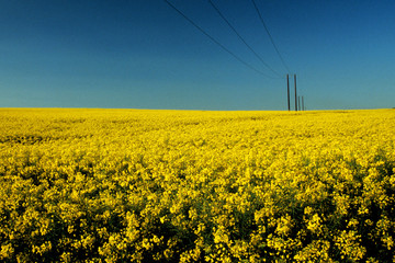 Rapeseed