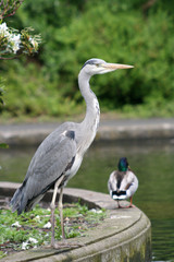 Heron and duck in a park