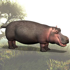 Hippo # 02