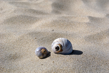 big shell small shell