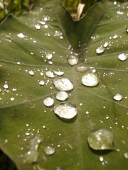 gouttes perlant sur feuille