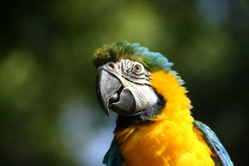 Ara jaune et bleu