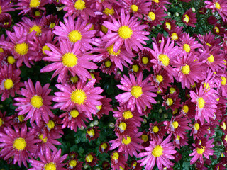 chrysanthemum