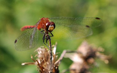 Meadowhawk