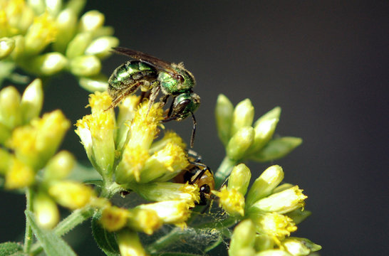 Halictid Bee