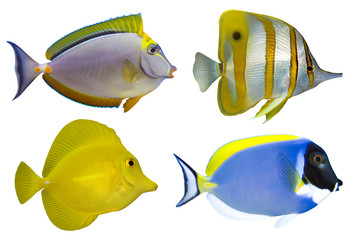 Four Tropical Fishes isolated on white