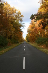 Autumn on road