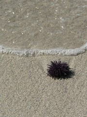 Mauritius - Seeigel am Strand