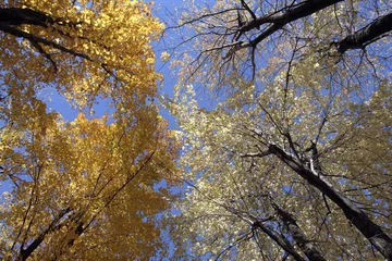 Möbelaufkleber Maple trees in autumn © Hamiza Bakirci