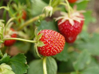 strawberry