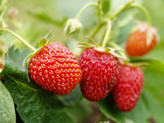 strawberry