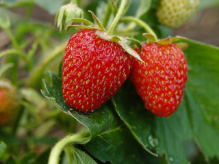 strawberry