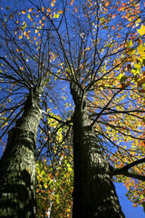 Naklejka premium Two Tall Trees