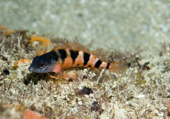 Saddle Blenny, Malacoctenus triangulatus