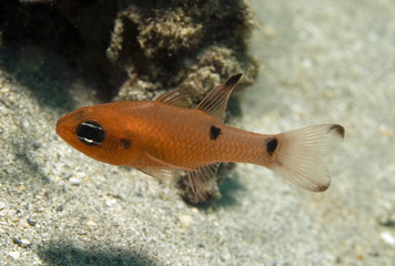 Two Spot Cardinalfish, Apogon pseudomculatus