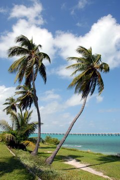 Palm Trees Key  West Florida