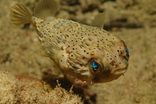 Balloonfish, Chilomycterus Atinga