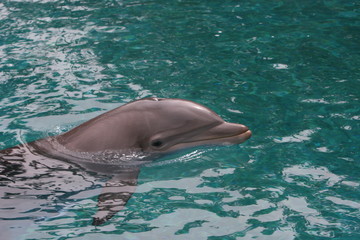 Naklejka premium DOLPHIN