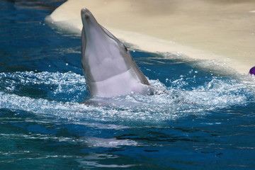 Fototapeta premium DOLPHIN AT PLAY