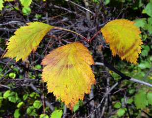 Autumn leaves color