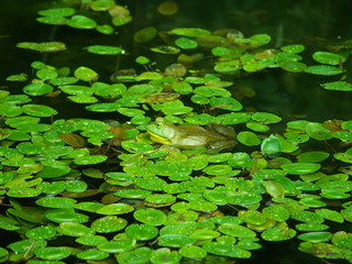 Frog in pond