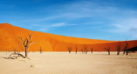  Dode bomen in Dode Vlei - Sossusvlei, Namib-woestijn, Namibië. © Dmitry Pichugin