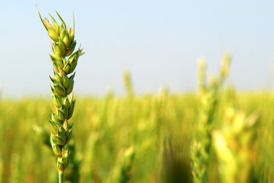 Commercial Spring Wheat